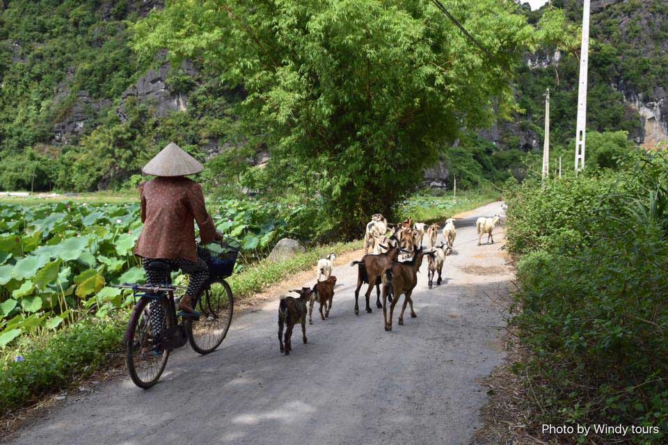 hoa lu tam coc tour (best selling tour 2017)