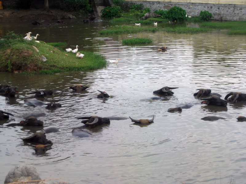 HOA LU ANCIENT CAPITAL-TRANG AN GROTTOS-BICH DONG PAGODA - MUA CAVE 02 DAYS 01 NIGHT (Daily Departure)